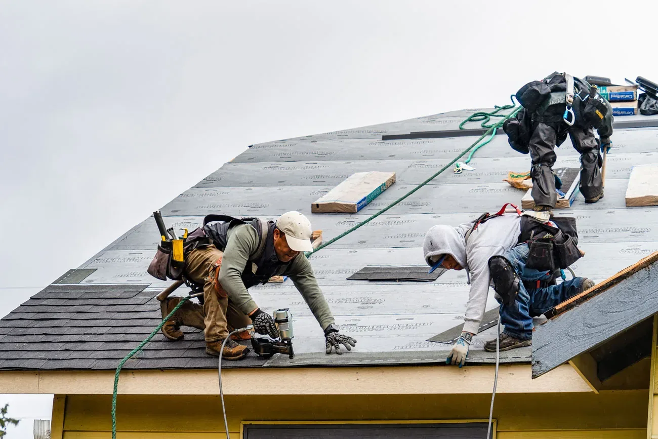 Roofers in safety harnesses installing shingles