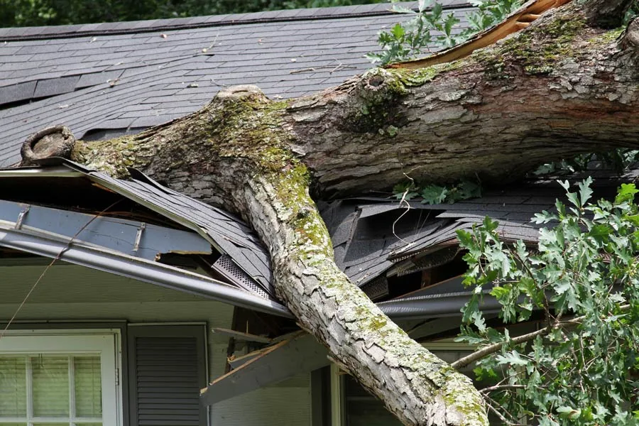 A large tree fallen onto a house roof after a severe storm